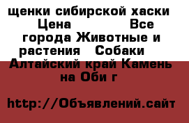 щенки сибирской хаски  › Цена ­ 10 000 - Все города Животные и растения » Собаки   . Алтайский край,Камень-на-Оби г.